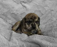Theo, a male Puggle for sale in Ava, MO – 9 of 10
