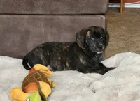 Lola, a female Puggle for sale in Ava, MO – 3 of 10