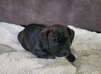 Dolly, a female Puggle for sale in Ava, MO – 3 of 10