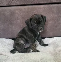 Dolly, a female Puggle for sale in Ava, MO – 1 of 10