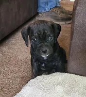 Dolly, a female Puggle for sale in Ava, MO – 2 of 10