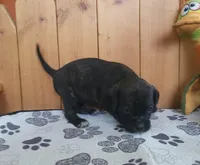 Dolly, a female Puggle for sale in Ava, MO – 8 of 10