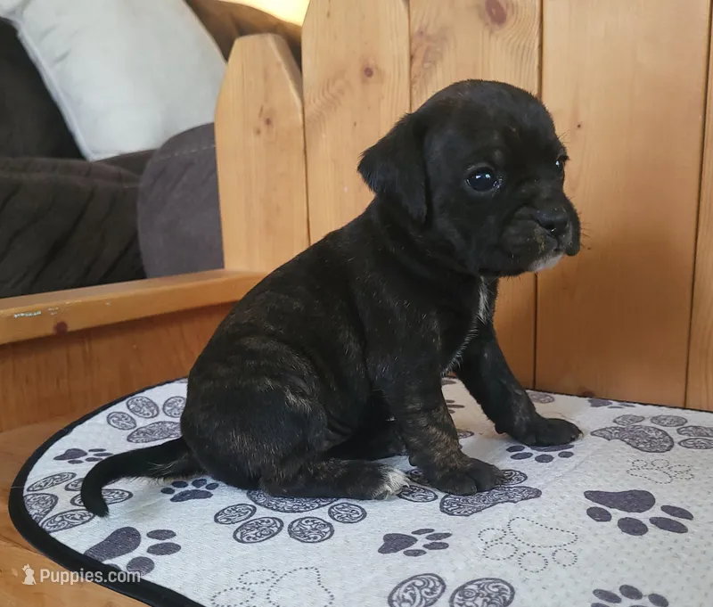 Dolly – Puggle puppy for sale in Ava, MO
