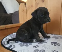 Dolly, a female Puggle for sale in Ava, MO – 7 of 10