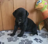 Dolly, a female Puggle for sale in Ava, MO – 9 of 10