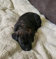 Dolly, a female Puggle for sale in Ava, MO – 4 of 10