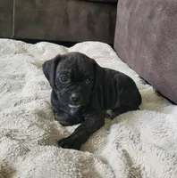 Dolly, a female Puggle for sale in Ava, MO – 5 of 10