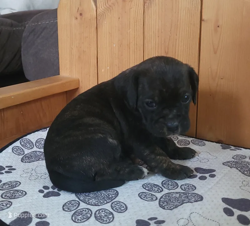 Dolly – Puggle puppy for sale in Ava, MO