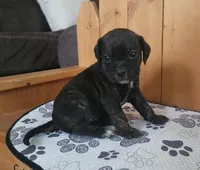 Dolly, a female Puggle for sale in Ava, MO – 10 of 10