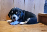 Maddie, a female Puggle for sale in Ava, MO – Photo 2 of 6