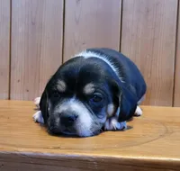 Maddie, a female Puggle for sale in Ava, MO – Photo 5 of 6