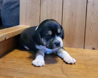 Maddie, a female Puggle for sale in Ava, MO – Photo 6 of 6