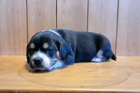 Maddie, a female Puggle for sale in Ava, MO – Photo 3 of 6