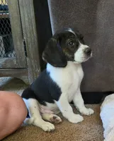 Bruiser On Hold, a male Puggle for sale in Ava, MO – 2 of 10