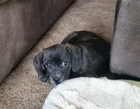 Lola, a female Puggle for sale in Ava, MO – 6 of 10