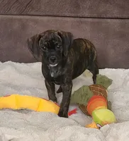 Dolly, a female Puggle for sale in Ava, MO – 4 of 10