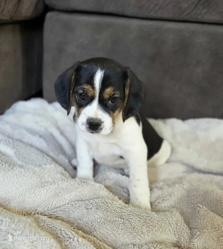 Tulip – Puggle puppy for sale in Ava, MO