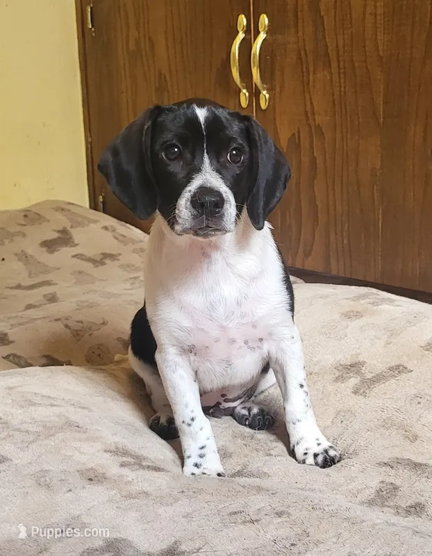 Max – Puggle puppy for sale in Ava, MO