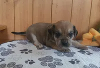 Dixie, a female Puggle for sale in Ava, MO – 8 of 10