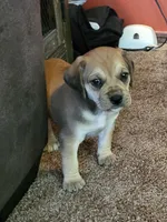 Dixie, a female Puggle for sale in Ava, MO – 3 of 10