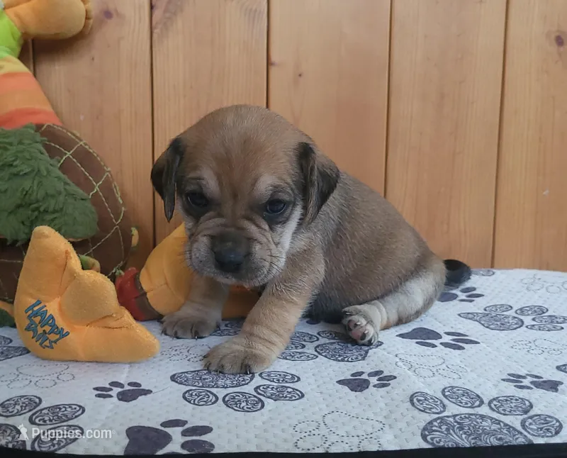Dixie – Puggle puppy for sale in Ava, MO