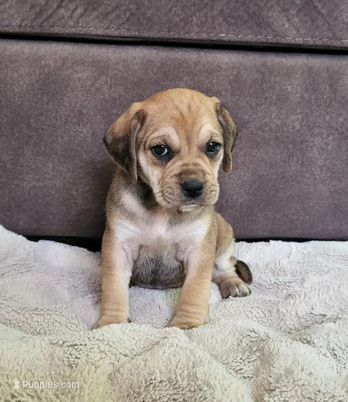 Dixie – Puggle puppy for sale in Ava, MO