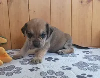 Dixie, a female Puggle for sale in Ava, MO – 9 of 10