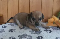 Dixie, a female Puggle for sale in Ava, MO – Photo 2 of 2