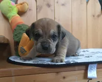 Dixie, a female Puggle for sale in Ava, MO – 7 of 10