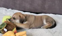 Dixie, a female Puggle for sale in Ava, MO – 4 of 10