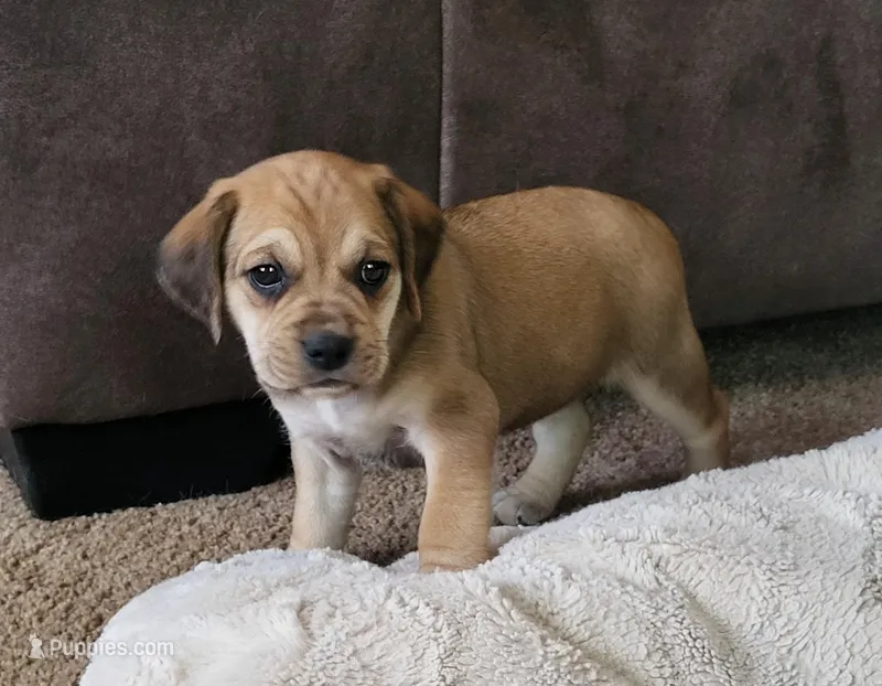 Dixie – Puggle puppy for sale in Ava, MO