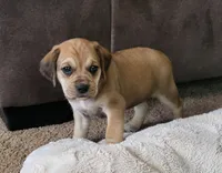 Dixie, a female Puggle for sale in Ava, MO – 1 of 10