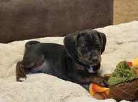Charlie, a male Puggle for sale in Ava, MO – 2 of 9