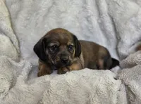 Sable, a female Puggle for sale in Ava, MO – 4 of 9