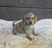 Theo On Hold, a male Puggle for sale in Ava, MO – 4 of 10