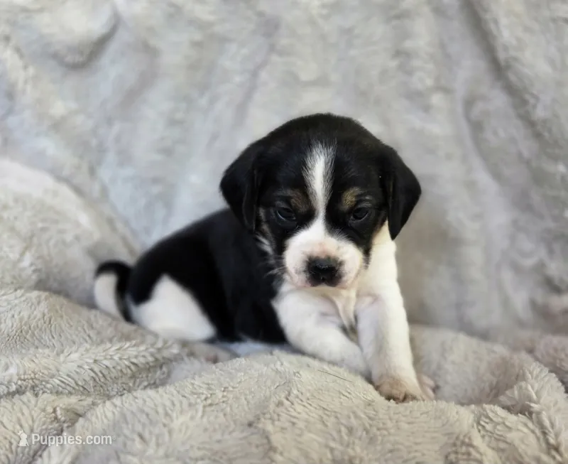 Tulip – Puggle puppy for sale in Ava, MO