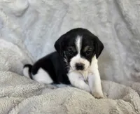 Tulip, a female Puggle for sale in Ava, MO – 1 of 7