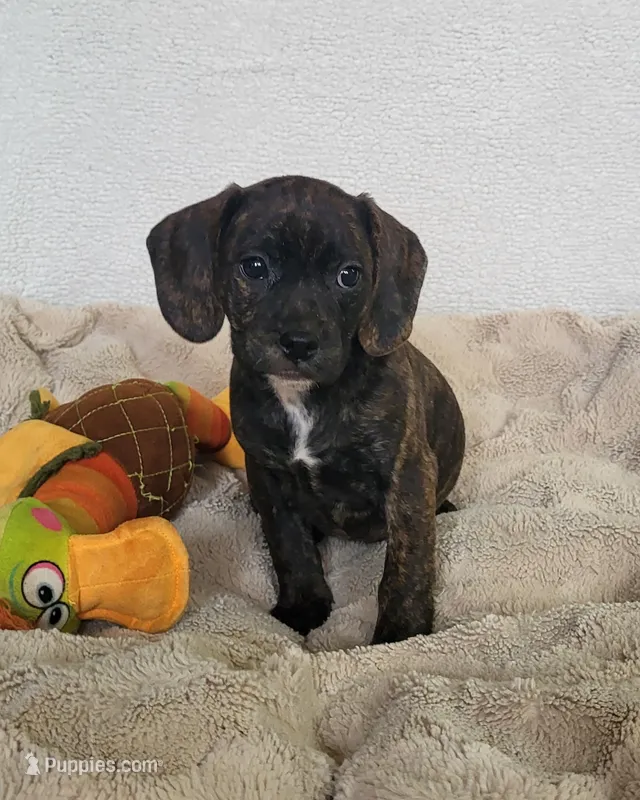 Milly – Puggle puppy for sale in Ava, MO