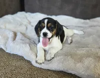 Tulip On Hold, a female Puggle for sale in Ava, MO – 5 of 10