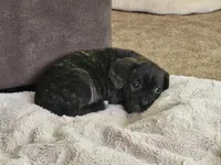 Milly, a female Puggle for sale in Ava, MO – 3 of 8
