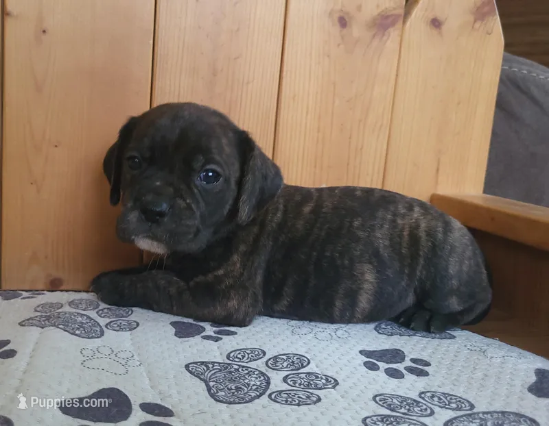 Milly – Puggle puppy for sale in Ava, MO