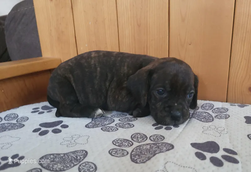 Milly – Puggle puppy for sale in Ava, MO