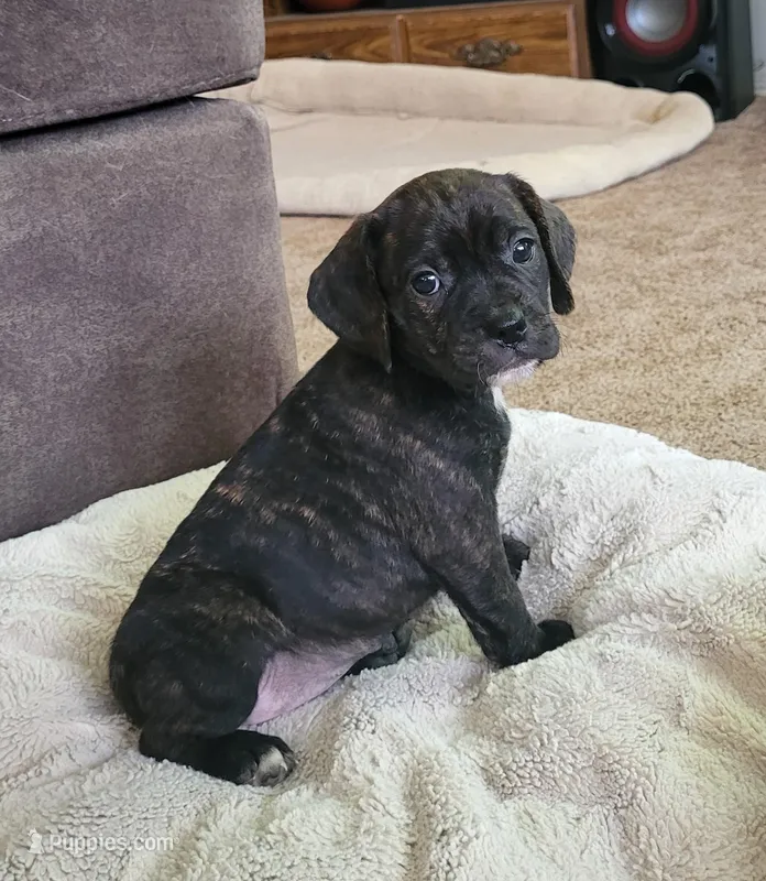 Milly – Puggle puppy for sale in Ava, MO