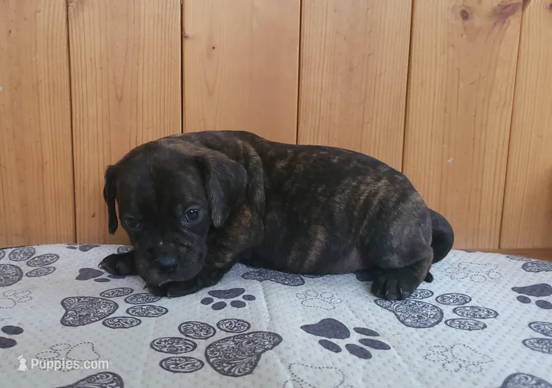 Milly – Puggle puppy for sale in Ava, MO