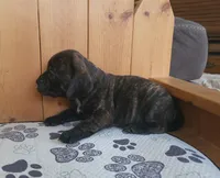 Milly, a female Puggle for sale in Ava, MO – 8 of 8