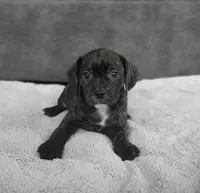Milly, a female Puggle for sale in Ava, MO – 2 of 8
