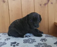 Milly, a female Puggle for sale in Ava, MO – 7 of 8