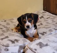 Rosie, a female Puggle for sale in Ava, MO – 2 of 10