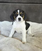 Tulip On Hold, a female Puggle for sale in Ava, MO – 6 of 10