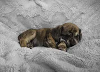 Theo, a male Puggle for sale in Ava, MO – 8 of 10